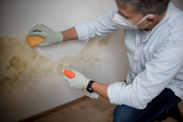 Best White Mold Remediation in Inglewood, CA