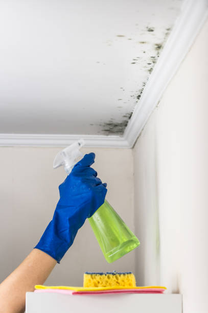 Best Mold Testing and Inspection Services in Inglewood, CA